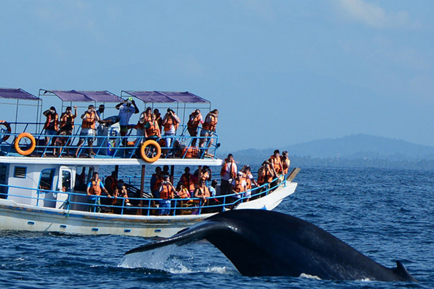 Whale Watching