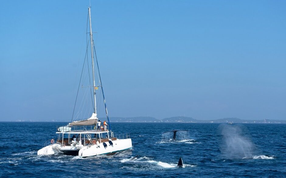 Blue whale watching in Sri Lanka