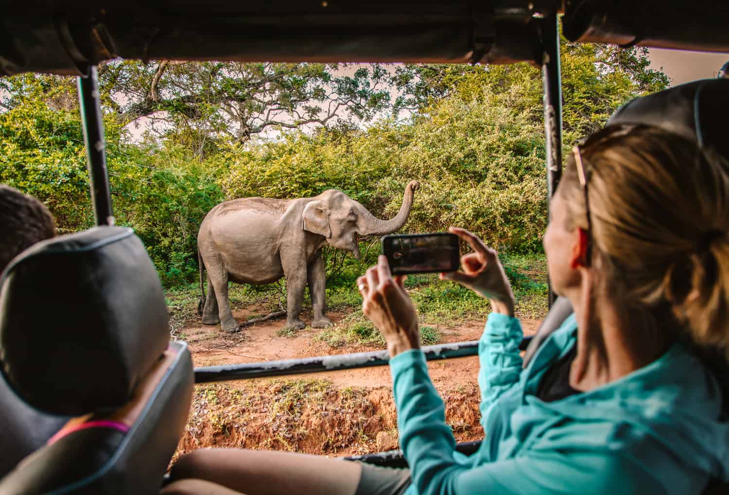 Elephant at Yala National Park