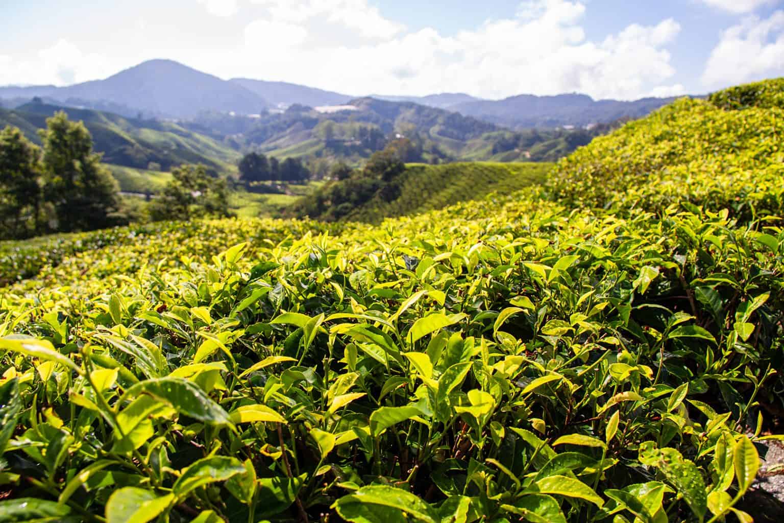 Tea Country