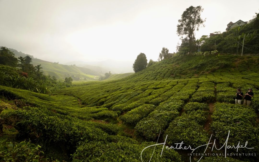 Tea plantations in Nuwara Eliya Sri Lanka